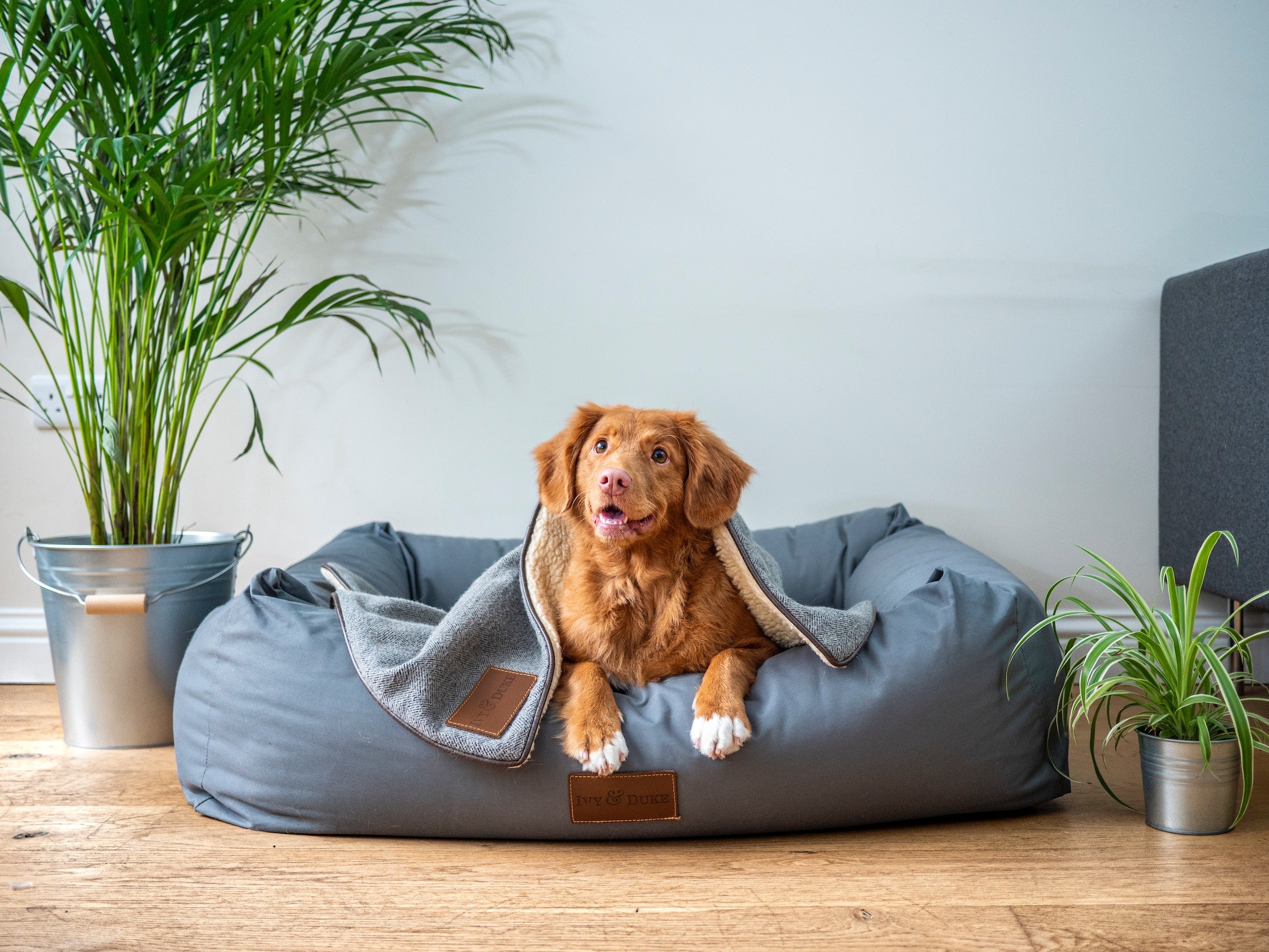 chien-couche-dans-son-panier-gris-avec-couverture-grise